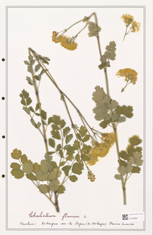 Thalictrum flavum  (Ranunculaceae)