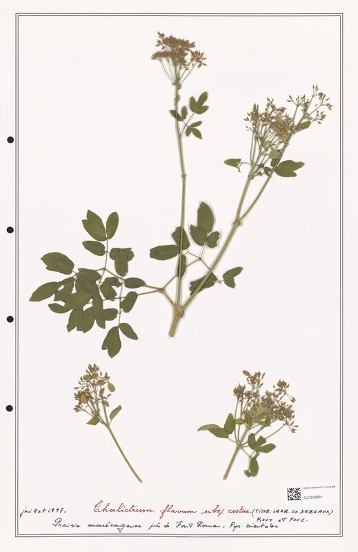 Thalictrum flavum  (Ranunculaceae)
