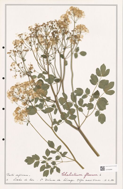 Thalictrum flavum  (Ranunculaceae)
