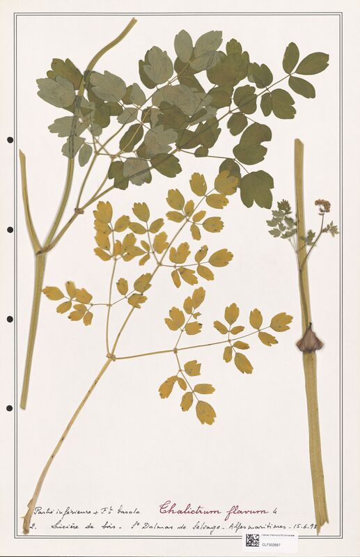 Thalictrum flavum  (Ranunculaceae)