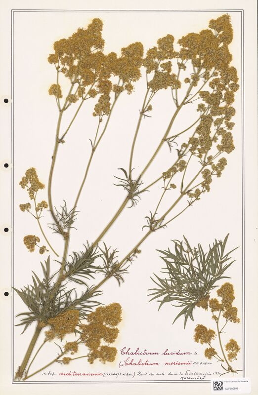 Thalictrum lucidum  (Ranunculaceae)