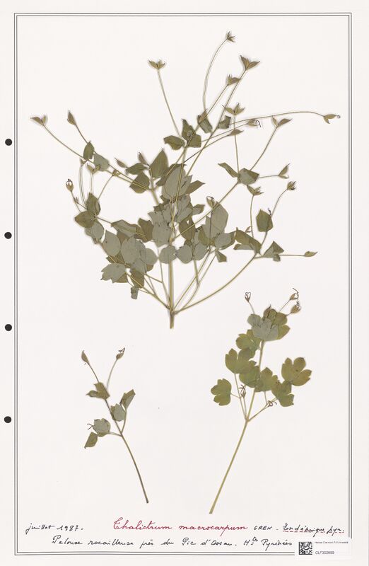 Thalictrum macrocarpum  (Ranunculaceae)