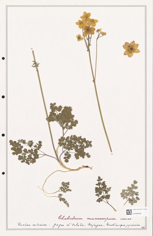 Thalictrum macrocarpum  (Ranunculaceae)