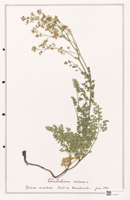 Thalictrum minus  (Ranunculaceae)