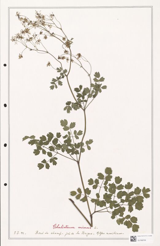 Thalictrum minus  (Ranunculaceae)