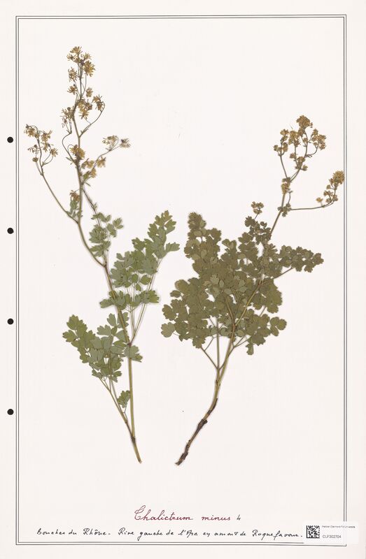 Thalictrum minus  (Ranunculaceae)