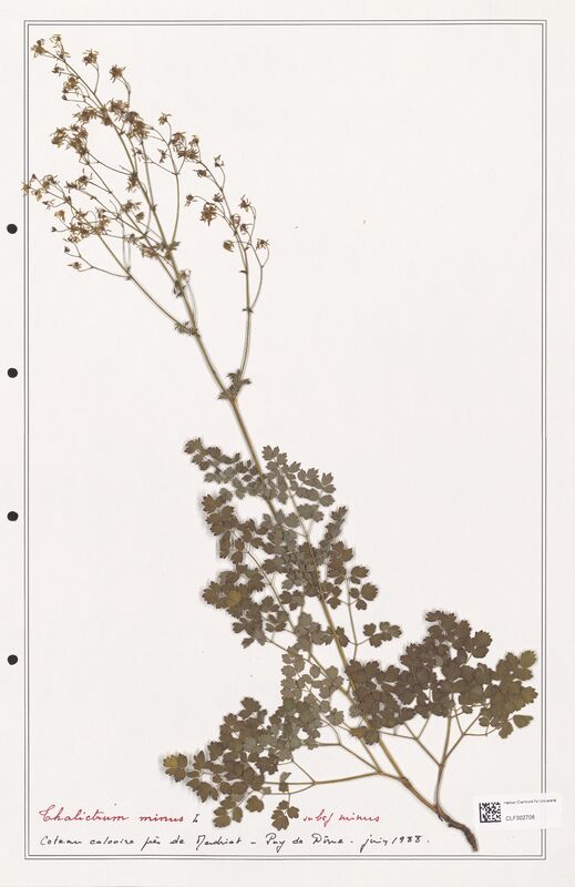 Thalictrum minus  (Ranunculaceae)