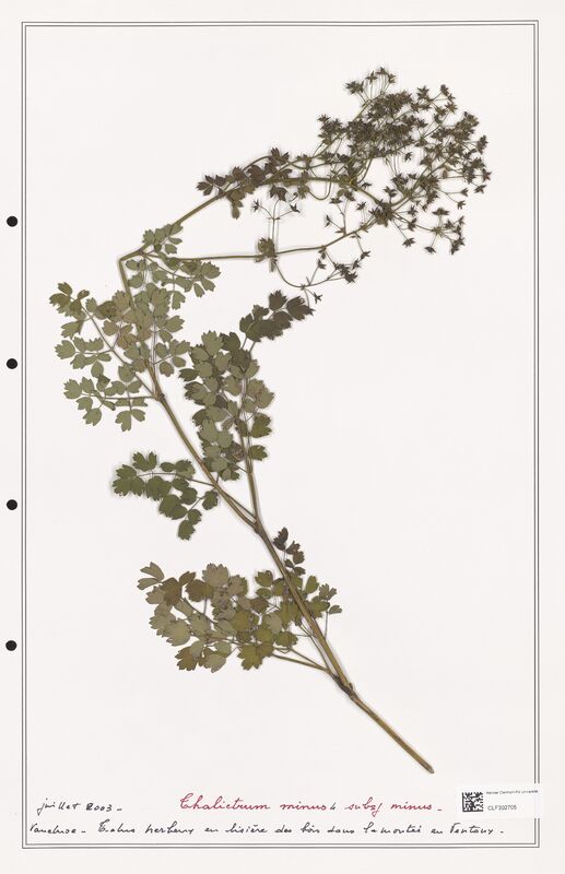 Thalictrum minus  (Ranunculaceae)