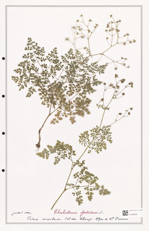Thalictrum foetidum  (Ranunculaceae)