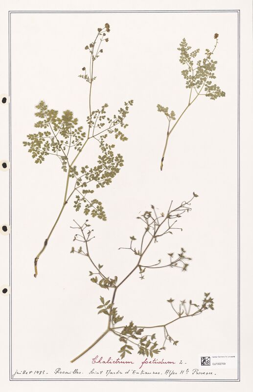 Thalictrum foetidum  (Ranunculaceae)