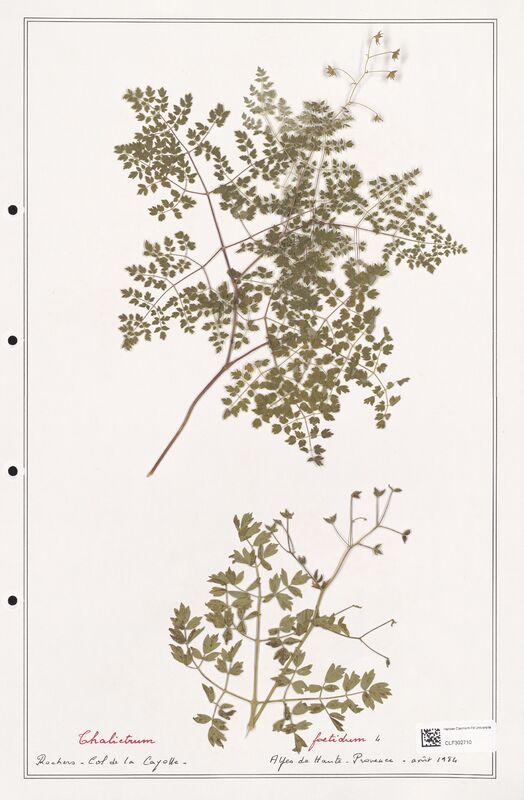 Thalictrum foetidum  (Ranunculaceae)
