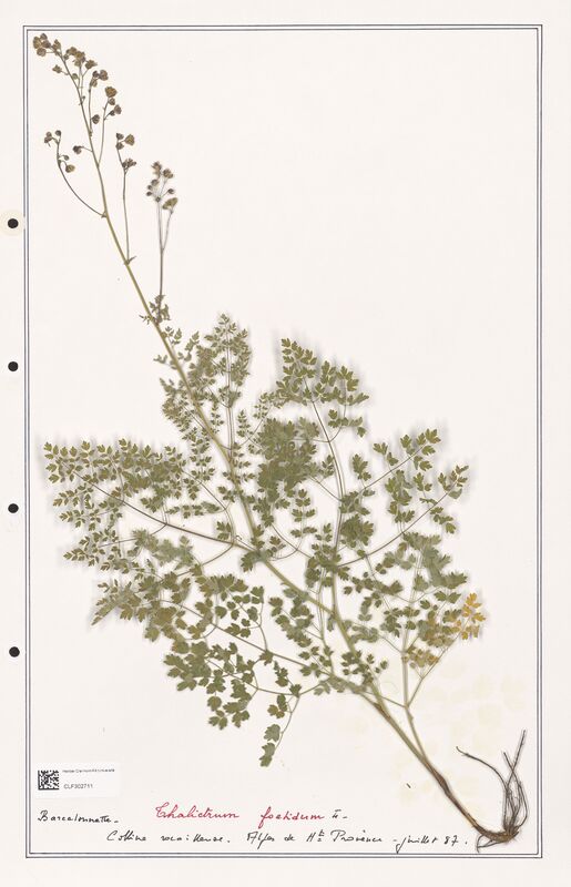 Thalictrum foetidum  (Ranunculaceae)