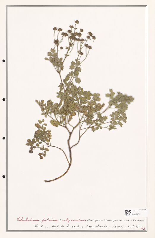 Thalictrum foetidum  (Ranunculaceae)