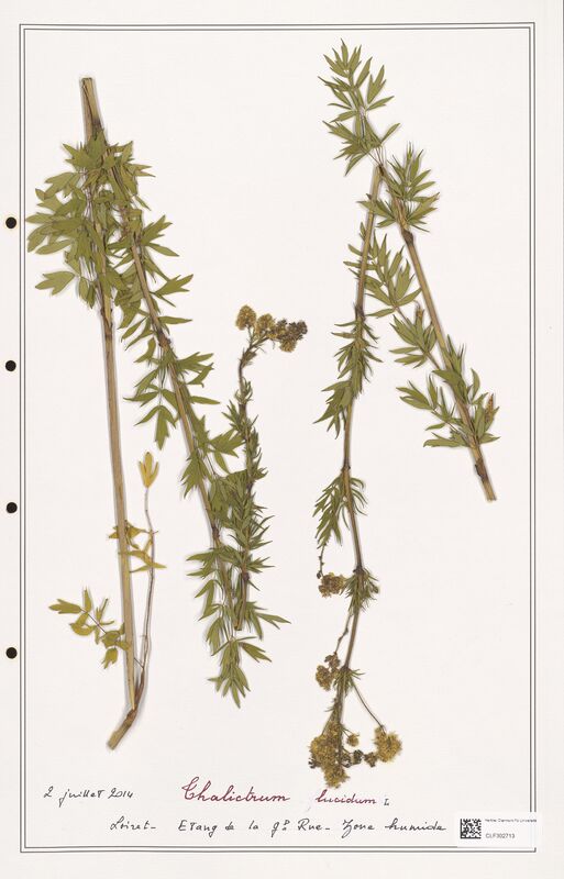 Thalictrum lucidum  (Ranunculaceae)