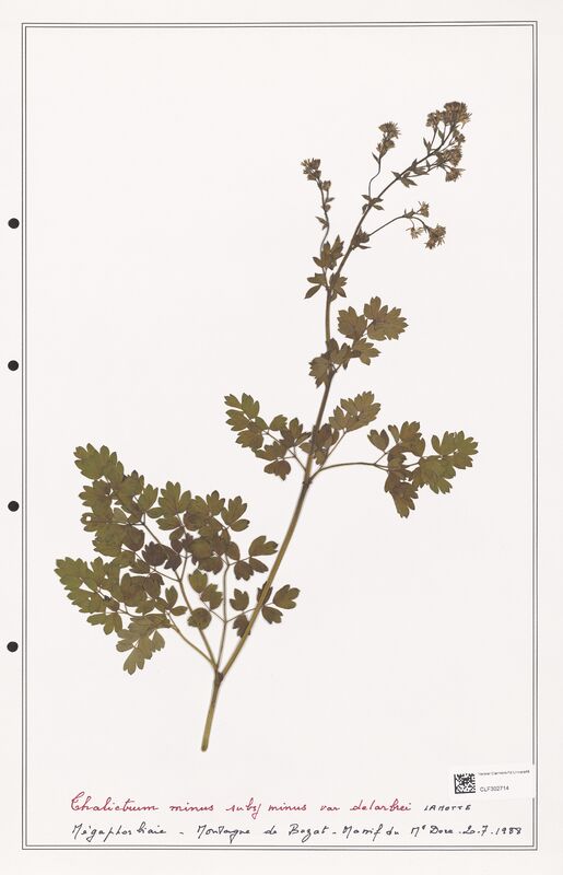 Thalictrum minus  (Ranunculaceae)