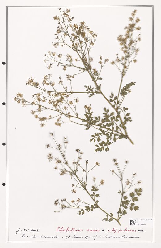 Thalictrum minus  (Ranunculaceae)