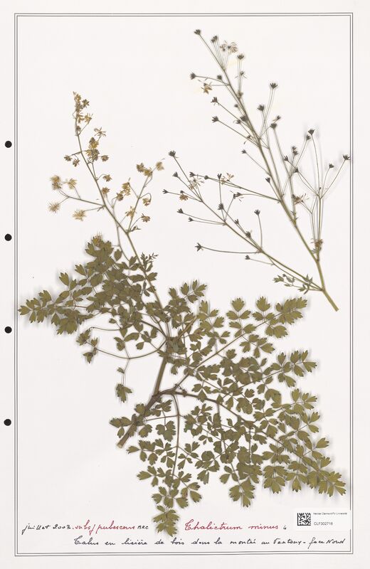 Thalictrum minus  (Ranunculaceae)