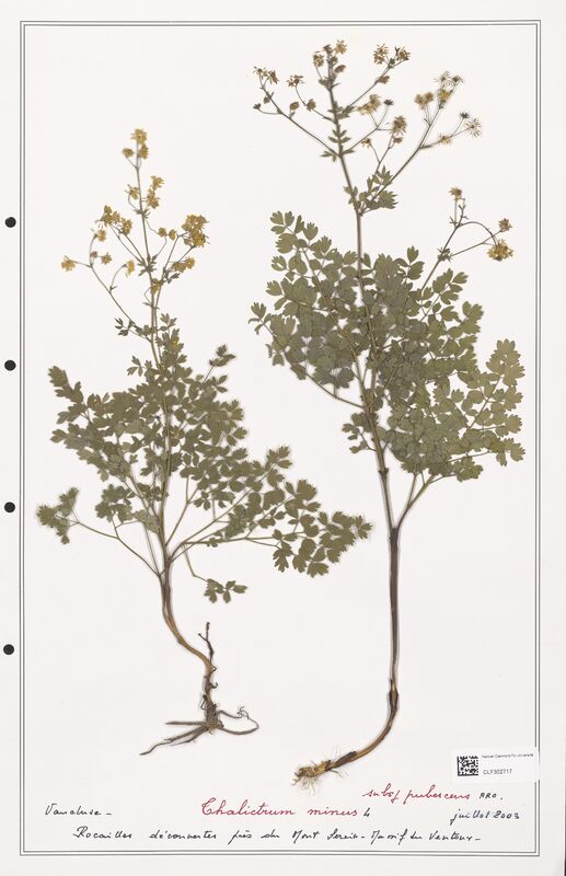 Thalictrum minus  (Ranunculaceae)