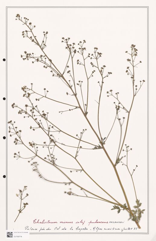 Thalictrum minus  (Ranunculaceae)