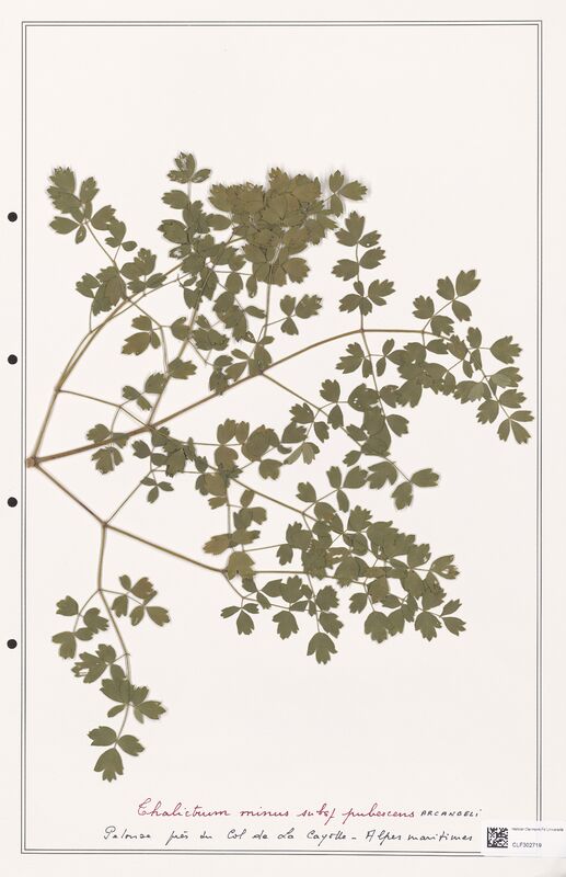 Thalictrum minus  (Ranunculaceae)
