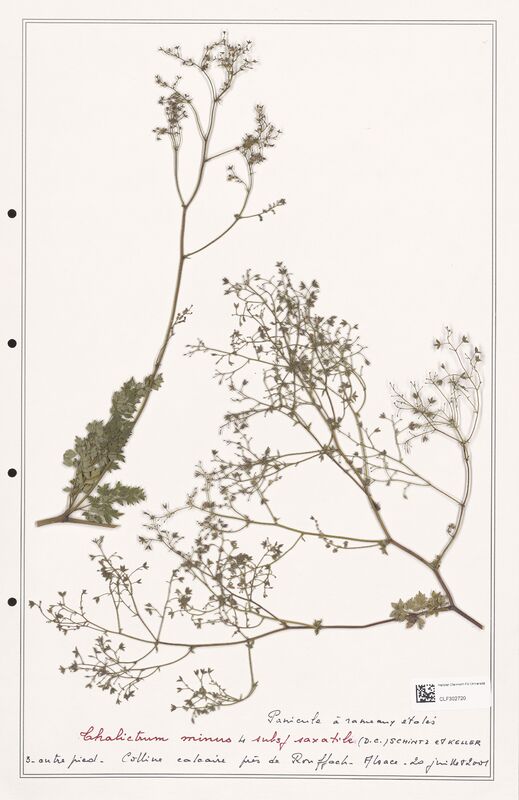 Thalictrum minus  (Ranunculaceae)
