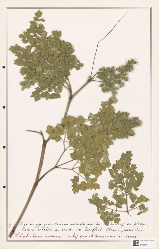 Thalictrum minus  (Ranunculaceae)