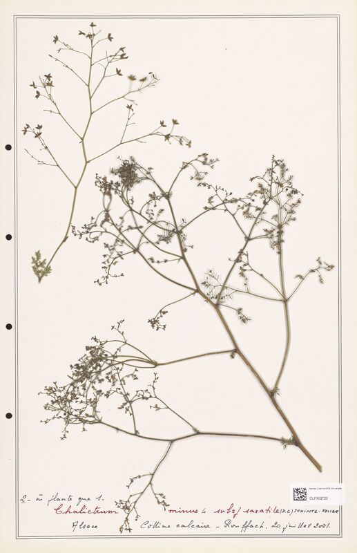 Thalictrum minus  (Ranunculaceae)