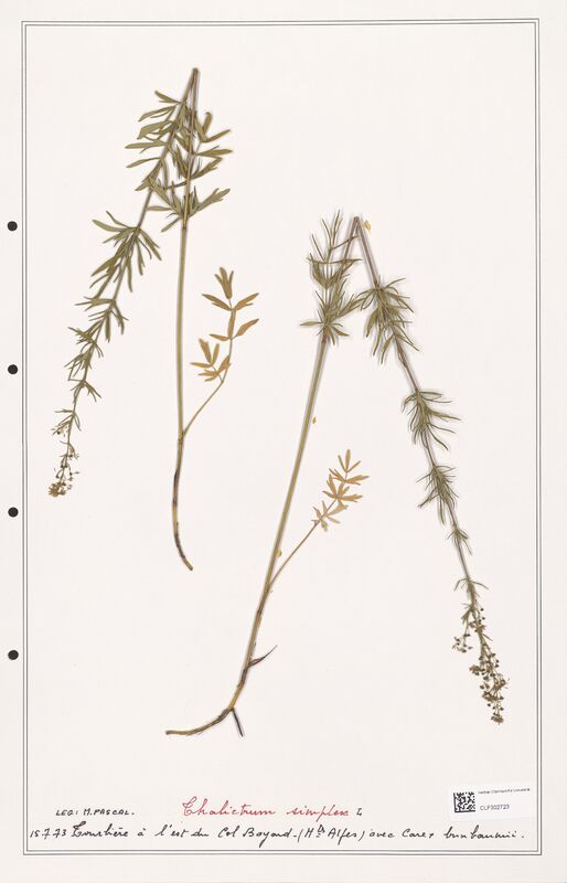 Thalictrum simplex  (Ranunculaceae)