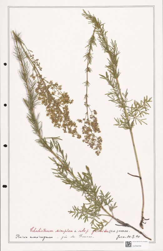 Thalictrum simplex  (Ranunculaceae)