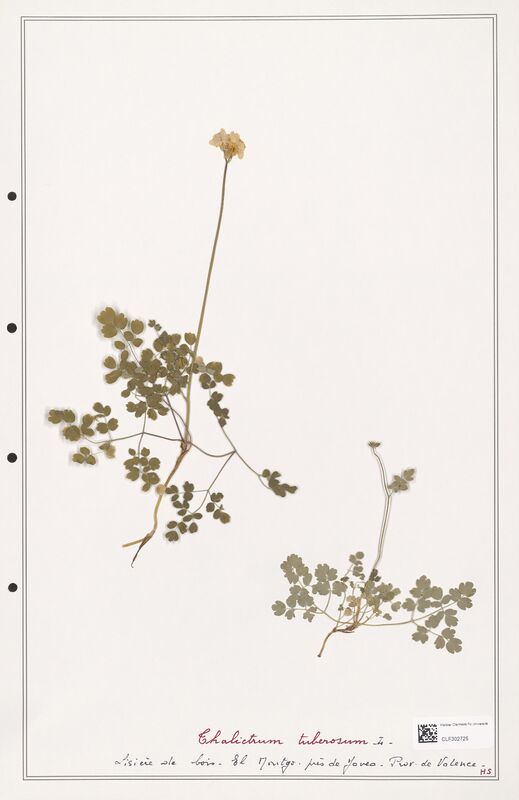 Thalictrum tuberosum  (Ranunculaceae)