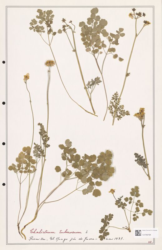 Thalictrum tuberosum  (Ranunculaceae)
