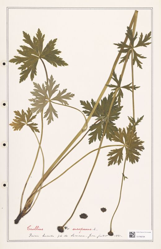 Trollius europaeus  (Ranunculaceae)