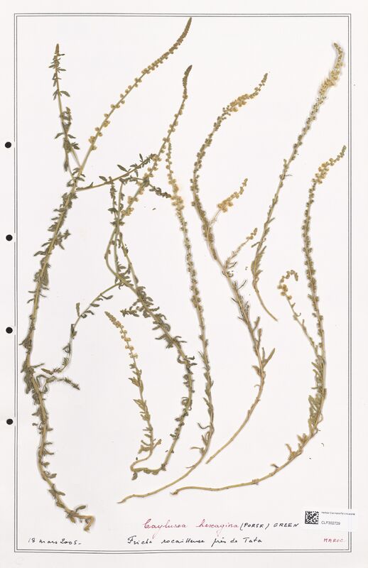 Caylusea hexagina  (Resedaceae)