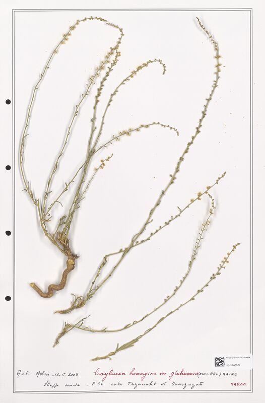 Caylusea hexagina  (Resedaceae)