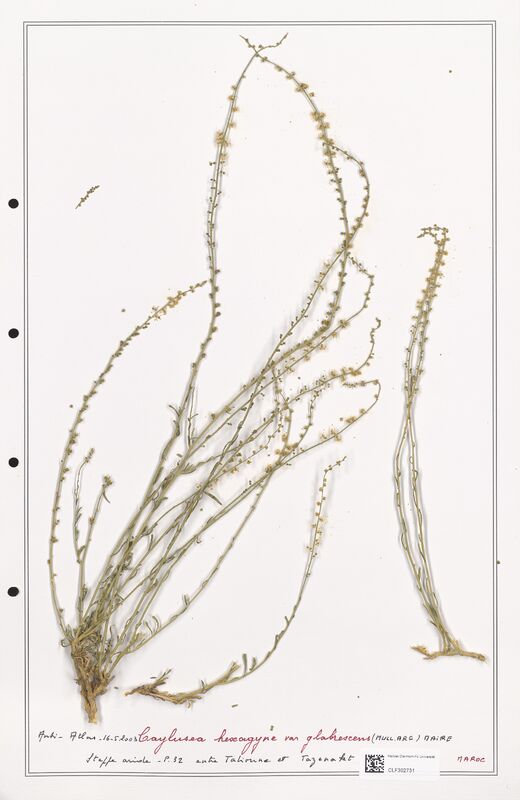 Caylusea hexagina  (Resedaceae)