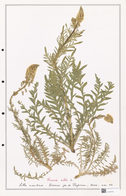 reseda alba  (Resedaceae)