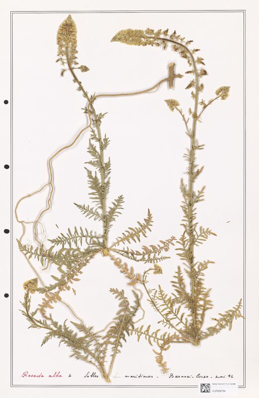 reseda alba  (Resedaceae)