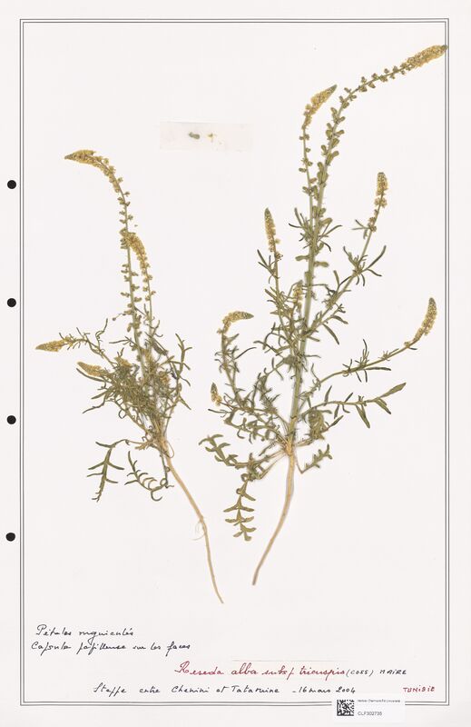 reseda alba  (Resedaceae)