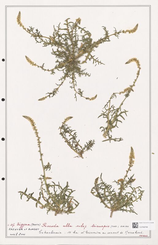 reseda alba  (Resedaceae)