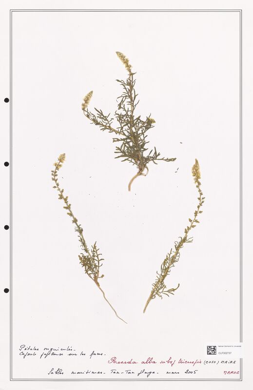 reseda alba  (Resedaceae)