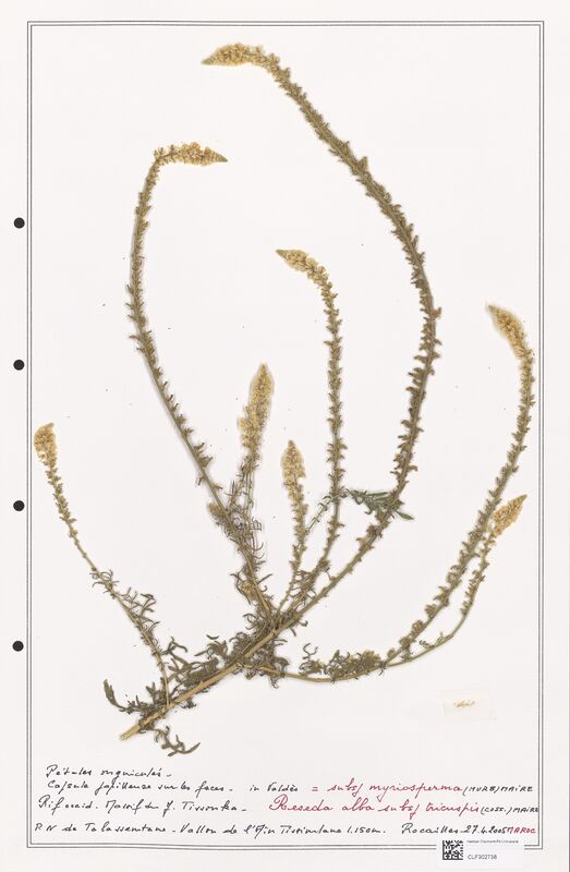 reseda alba  (Resedaceae)