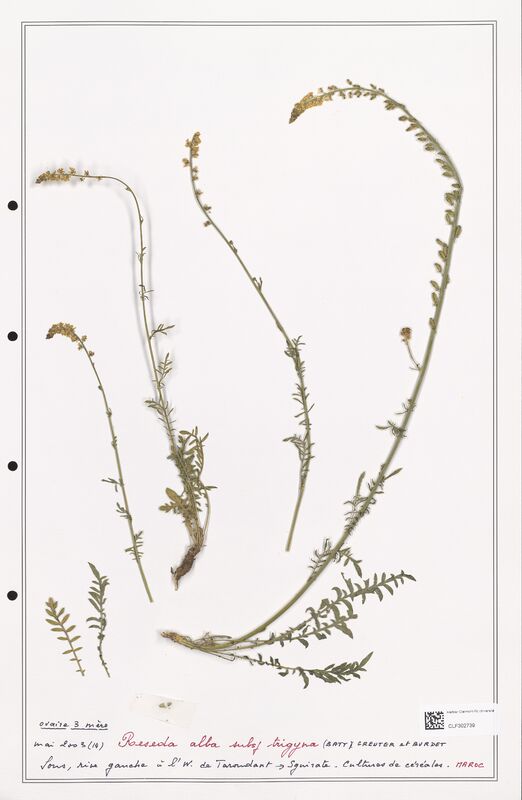 reseda alba  (Resedaceae)
