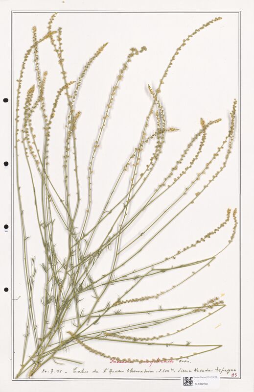 reseda complicata  (Resedaceae)