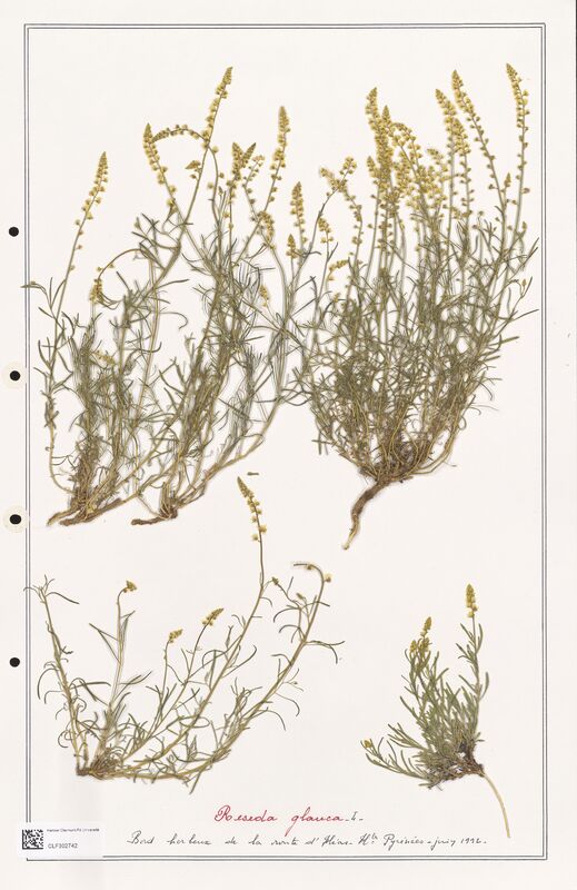 reseda glauca  (Resedaceae)