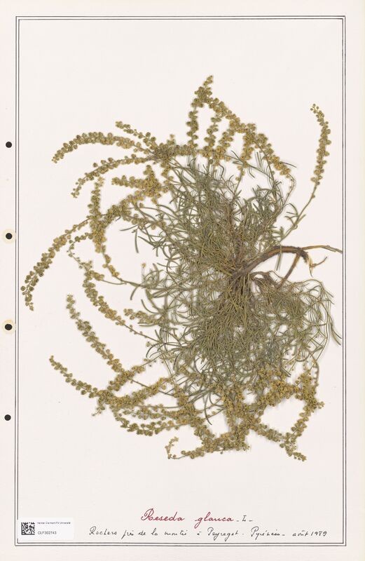 reseda glauca  (Resedaceae)
