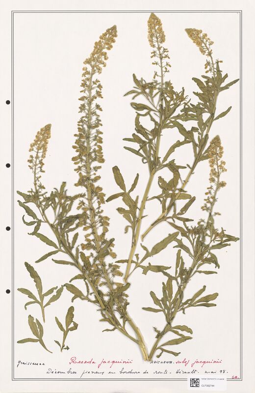reseda jacquinii  (Resedaceae)