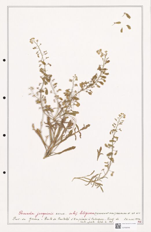 reseda jacquinii  (Resedaceae)