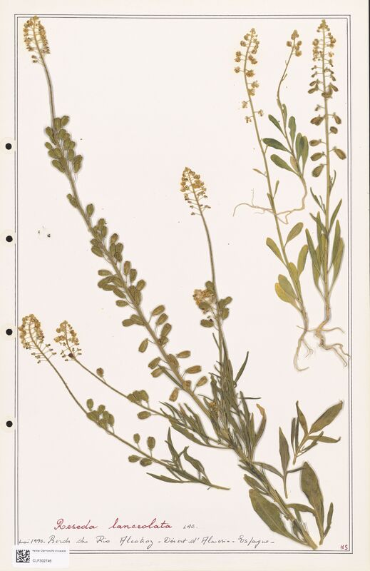 reseda lanceolata  (Resedaceae)