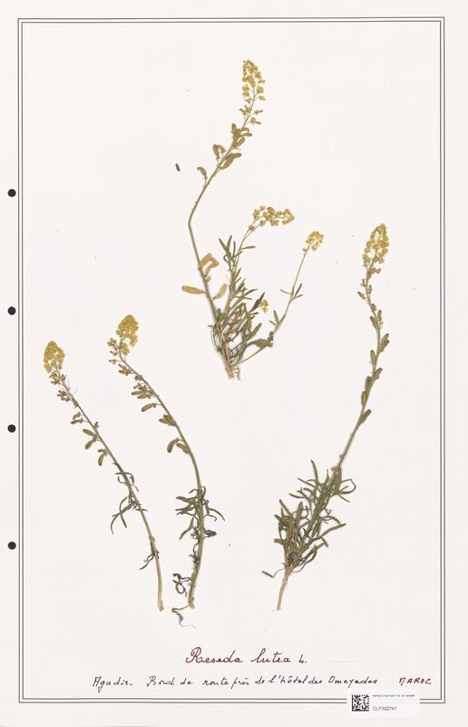 reseda lutea  (Resedaceae)