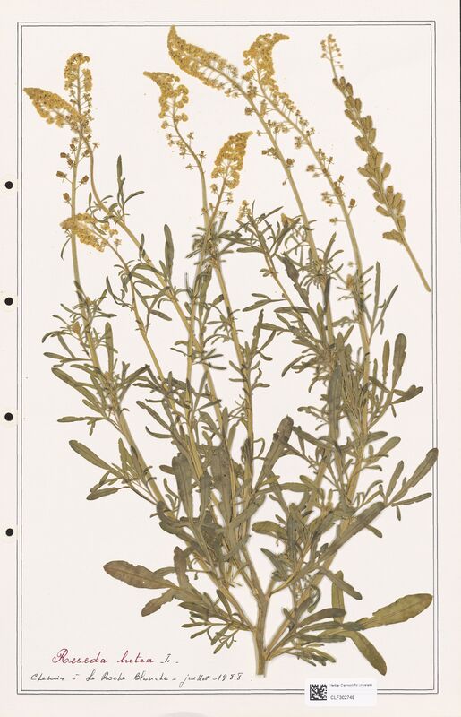 reseda lutea  (Resedaceae)